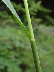 Setaria pumila