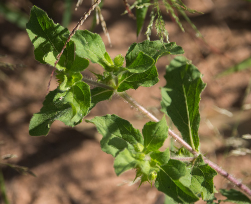 Hispid starbur (Acanthospermum hispidum)
