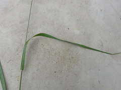 Setaria pumila