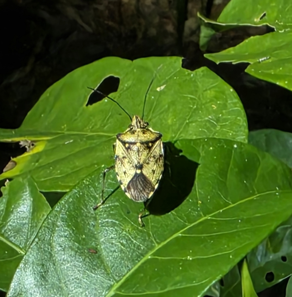 Munduala maculosa