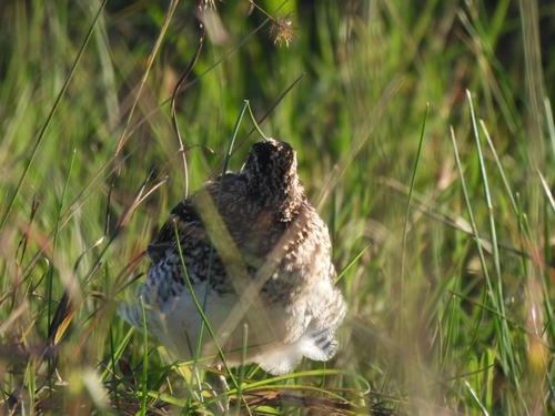 iNaturalist: (c) Natalie Vos, some rights reserved (CC BY-NC), uploaded by Natalie Vos iNaturalist image