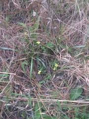 Hypericum suffruticosum