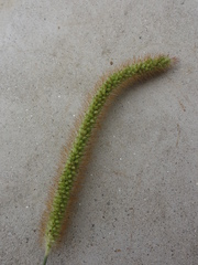 Setaria pumila