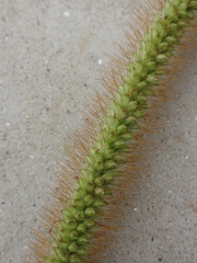 Setaria pumila