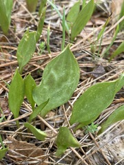 Erythronium multiscapideum