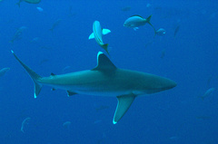 Carcharhinus albimarginatus