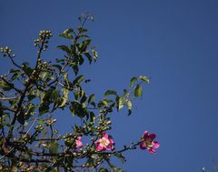 Ceiba pubiflora