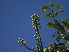 Ceiba pubiflora