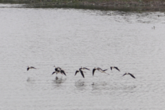 Himantopus himantopus