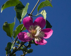 Ceiba pubiflora