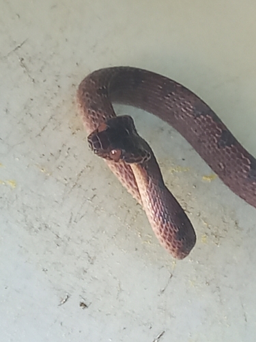 Ornate Cat-eyed Snake