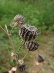 Abutilon theophrasti