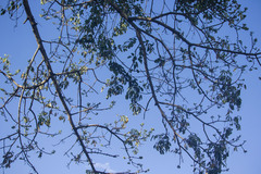 Ceiba pubiflora