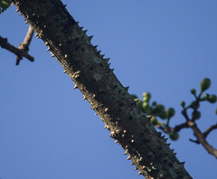 Ceiba pubiflora