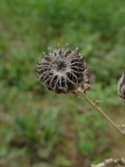 Abutilon theophrasti