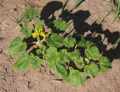 Ibicella lutea