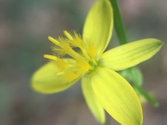 Tricoryne