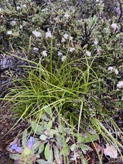 Carex xerophila
