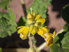 Ibicella lutea