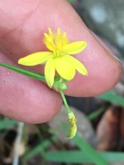 Tricoryne