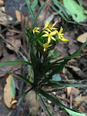 Apostasia wallichii