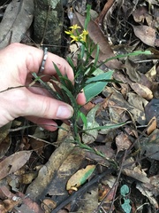 Apostasia wallichii