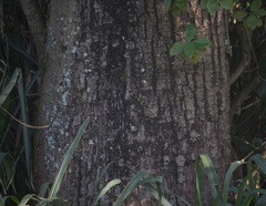 Ceiba pubiflora