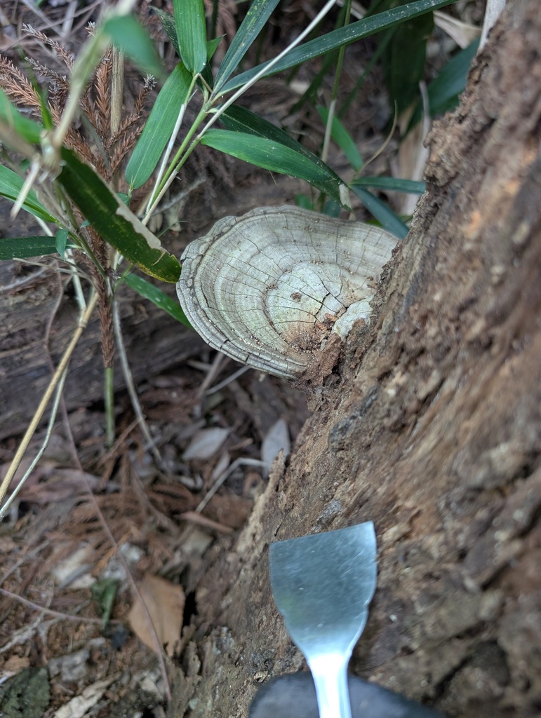 Ganoderma applanatum · May 2026 · photo: © atsushi_nakajima_cirque (iNaturalist, cc-by)