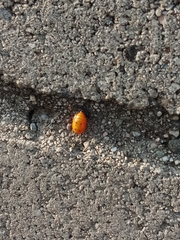 Coccinellidae