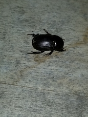 Euetheola