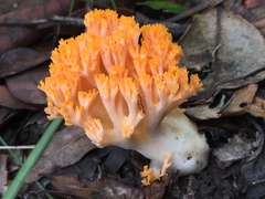 Ramaria capitata capitata
