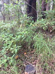 Ramaria capitata capitata