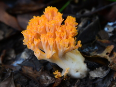 Ramaria capitata capitata