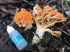 Ramaria capitata capitata