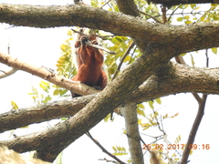 Sciurus aureogaster aureogaster
