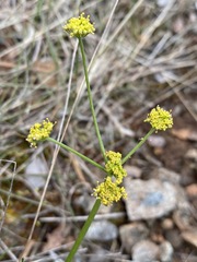 Lomatium marginatum marginatum