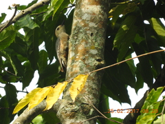 Melanerpes aurifrons