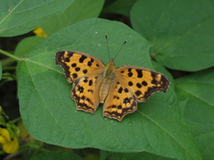 Polygonia c-aureum