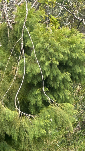 Gymnostoma papuanum observed 2026-05-09