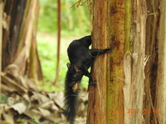 Sciurus aureogaster