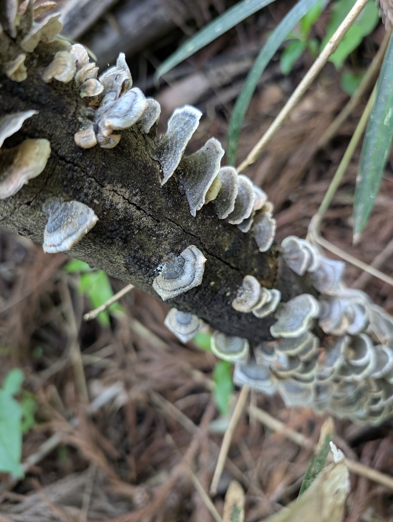 Trametes versicolor · May 2026 · photo: © atsushi_nakajima_cirque (iNaturalist, cc-by)