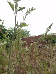 Chenopodium ficifolium