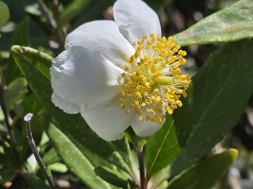 Carpenteria californica, 2026-05-09