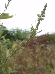 Chenopodium ficifolium