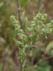 Chenopodium ficifolium
