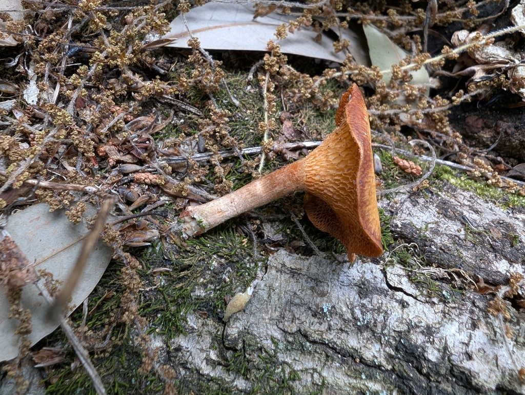 Lentinus arcularius · May 2026 · photo: © atsushi_nakajima_cirque (iNaturalist, cc-by)