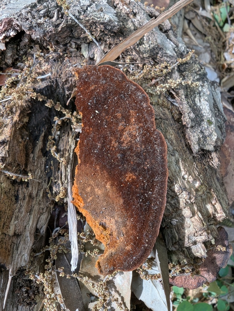 Fuscoporia gilva · May 2026 · photo: © atsushi_nakajima_cirque (iNaturalist, cc-by)