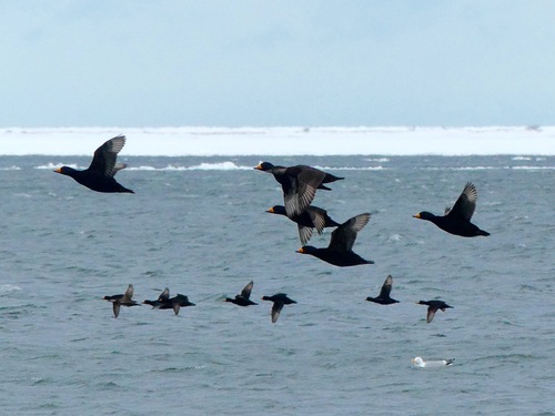 Black Scoter