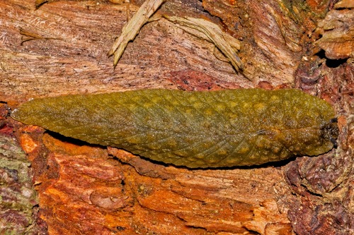 Athoracophorus papillatus