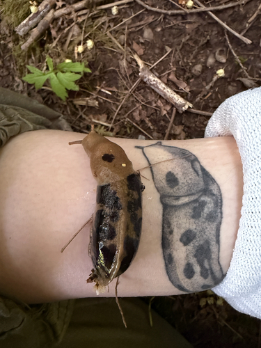 Pacific Banana Slug, Lake Oswego, OR, US, photo 6 of 10